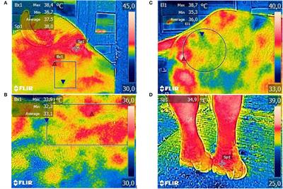 Dynamics of Thermolysis and Skin Microstructure in Water Buffaloes Reared in Humid Tropical Climate—A Microscopic and Thermographic Study